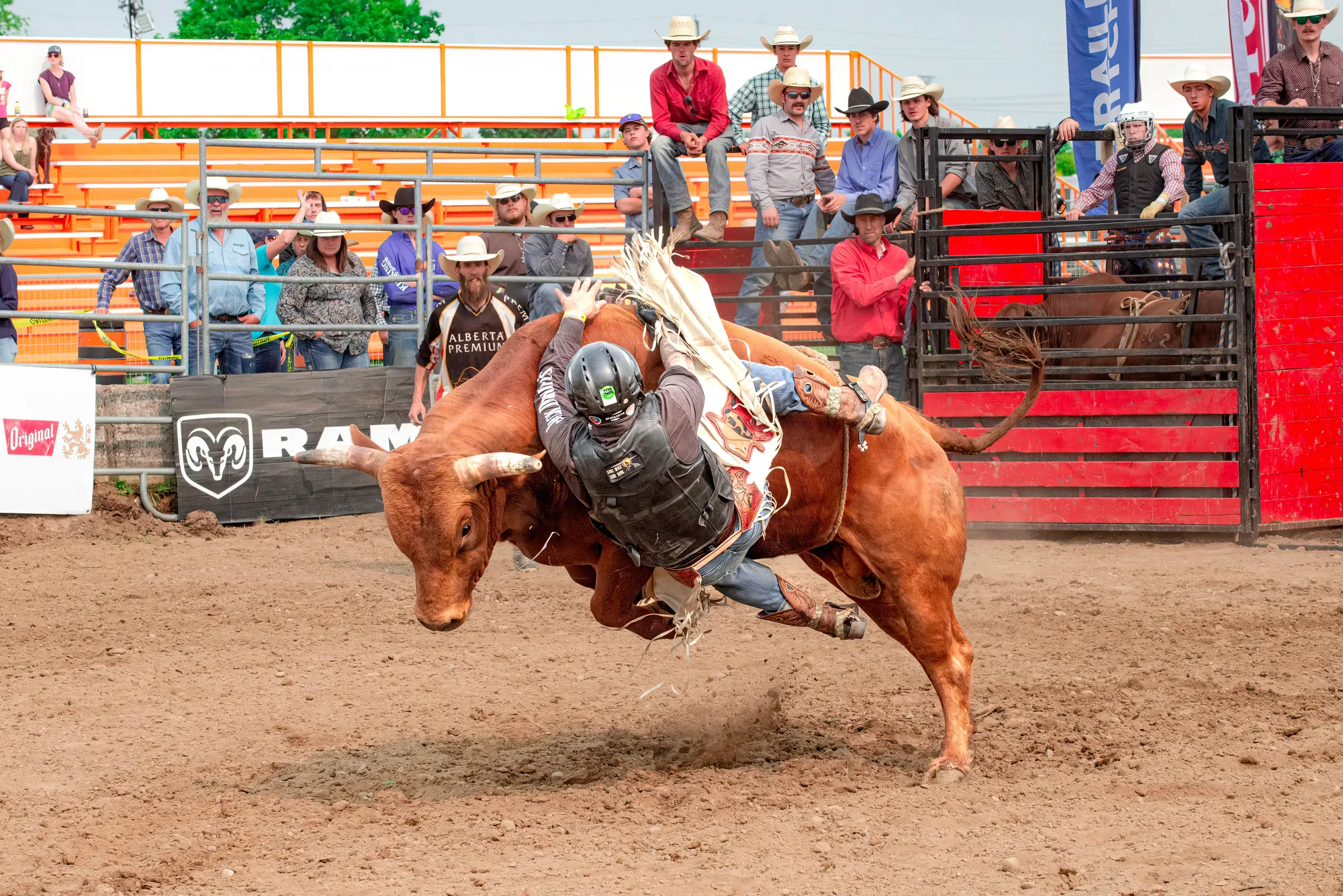 Bull rider coming off a spinning bull at the chutes, crowd in the bleachers behind