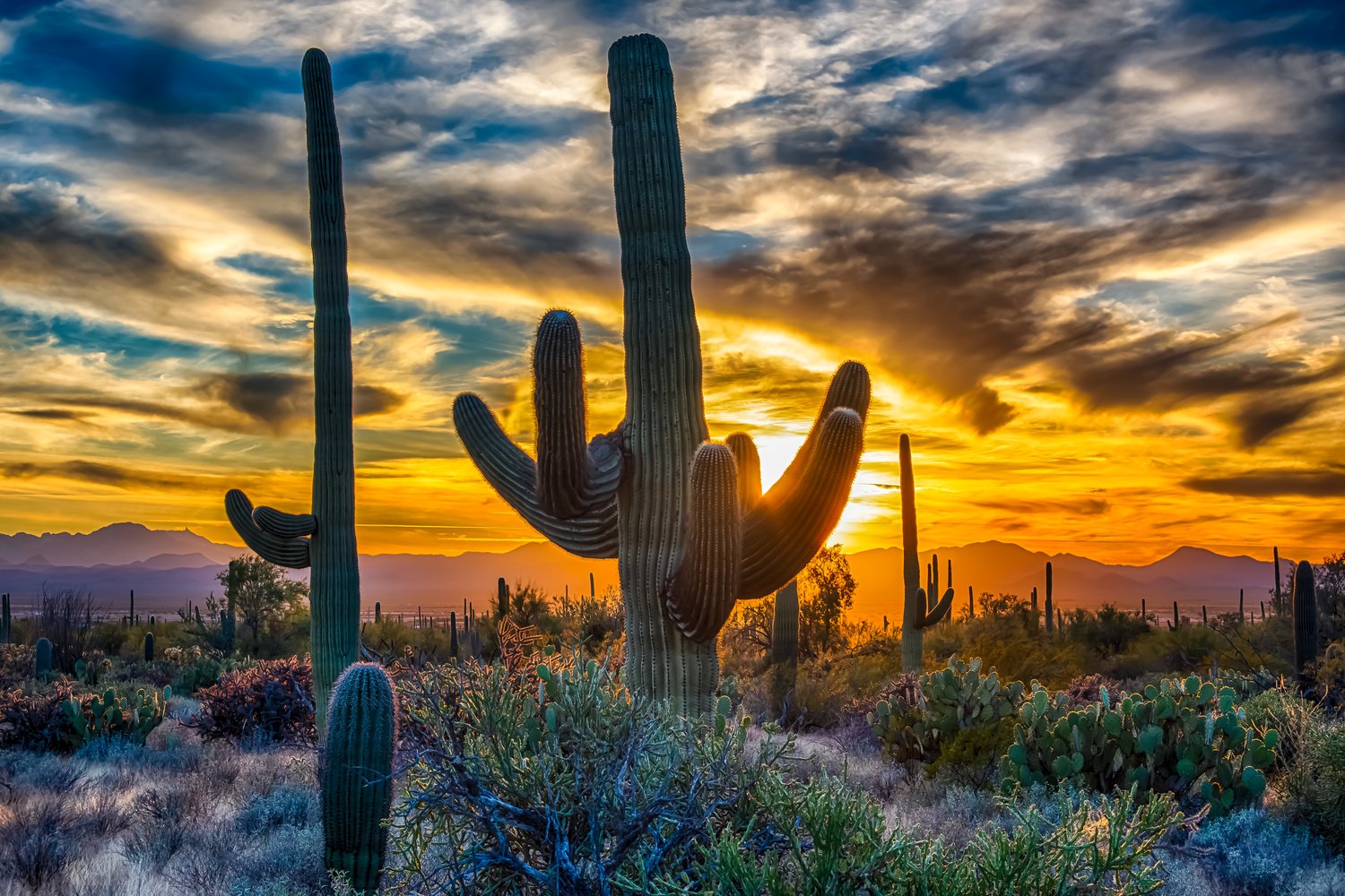 Saguaro cacti silhouetted against a desert sunset
