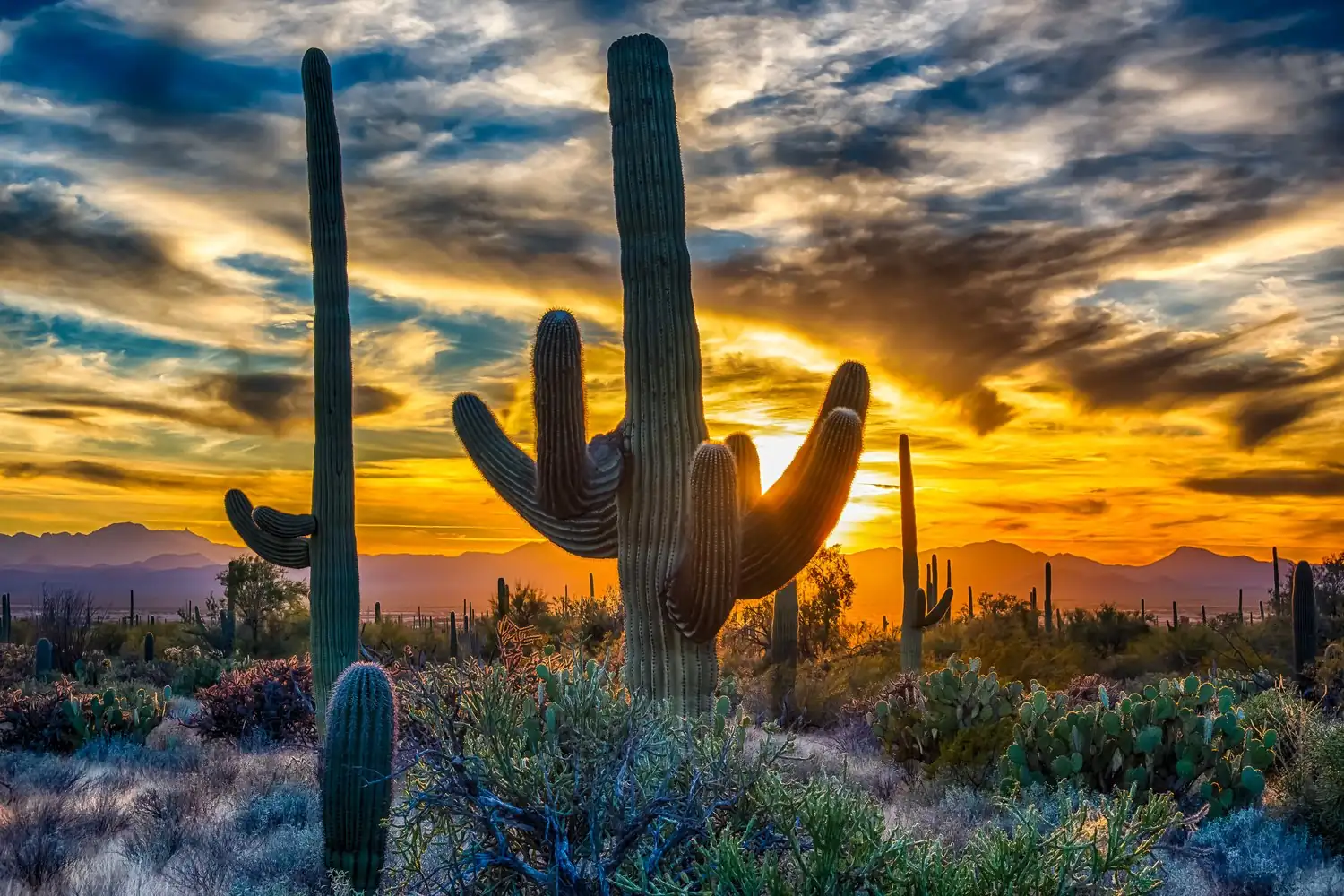 Saguaro cacti silhouetted against a desert sunset