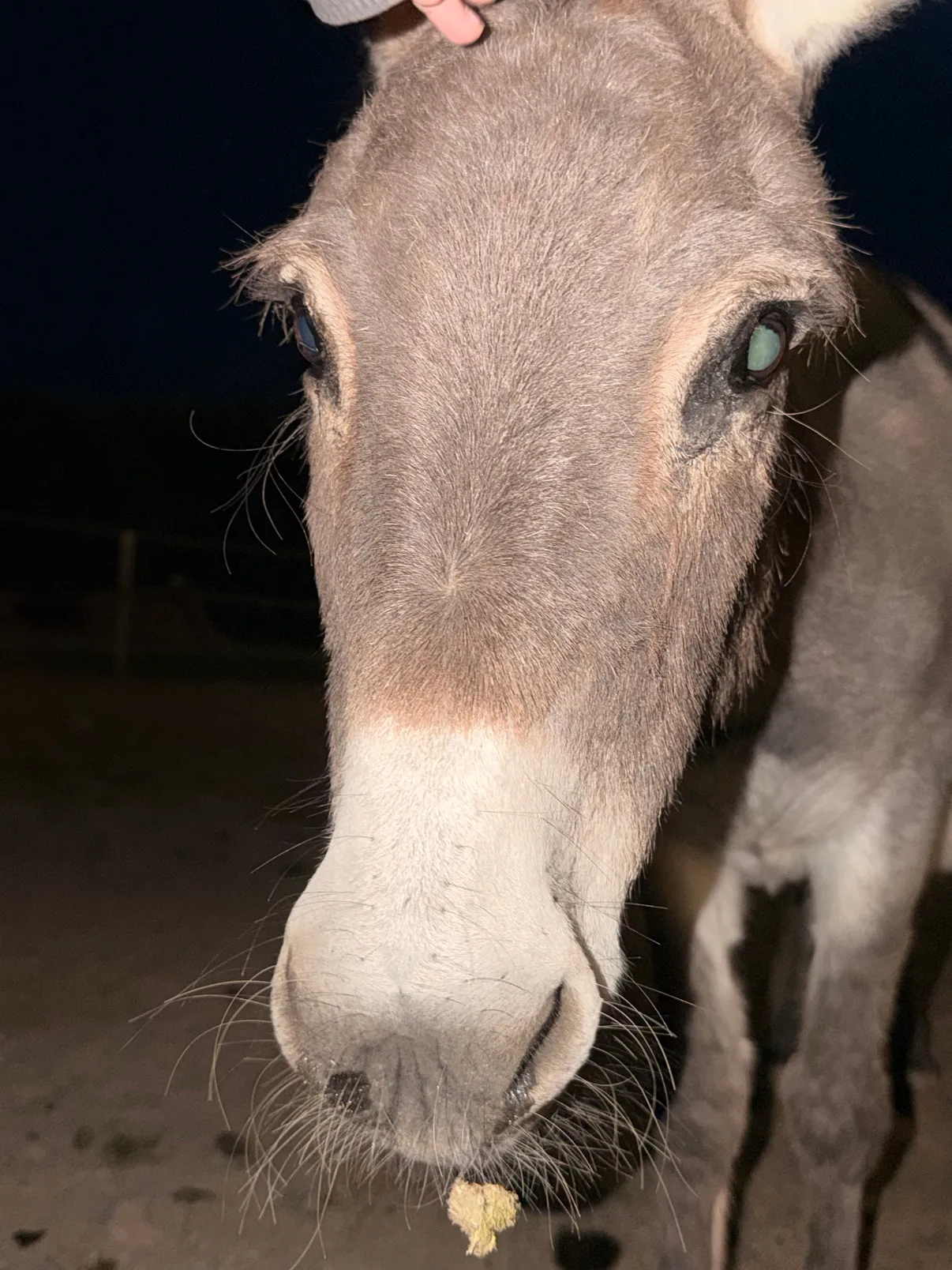 Close-up of a donkey's face at night, mid-snack