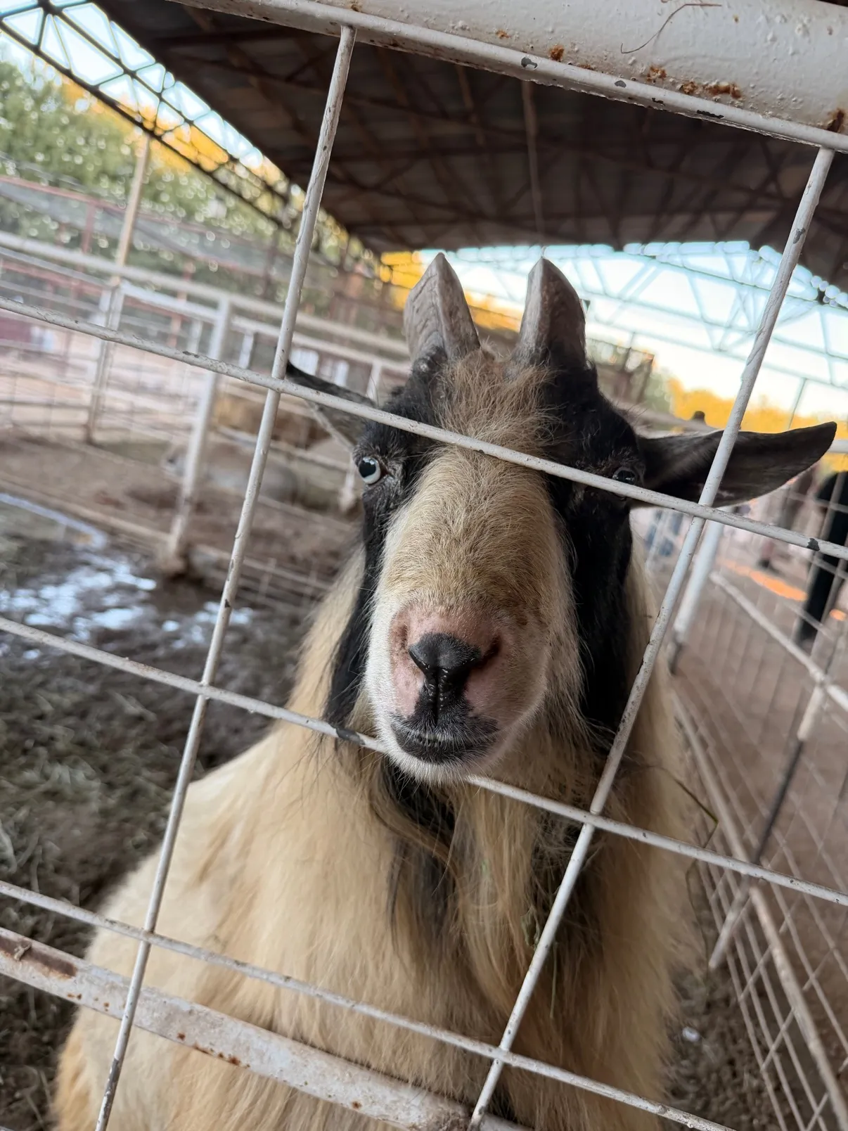 Close-up of a long-haired goat pressing its face to the fence