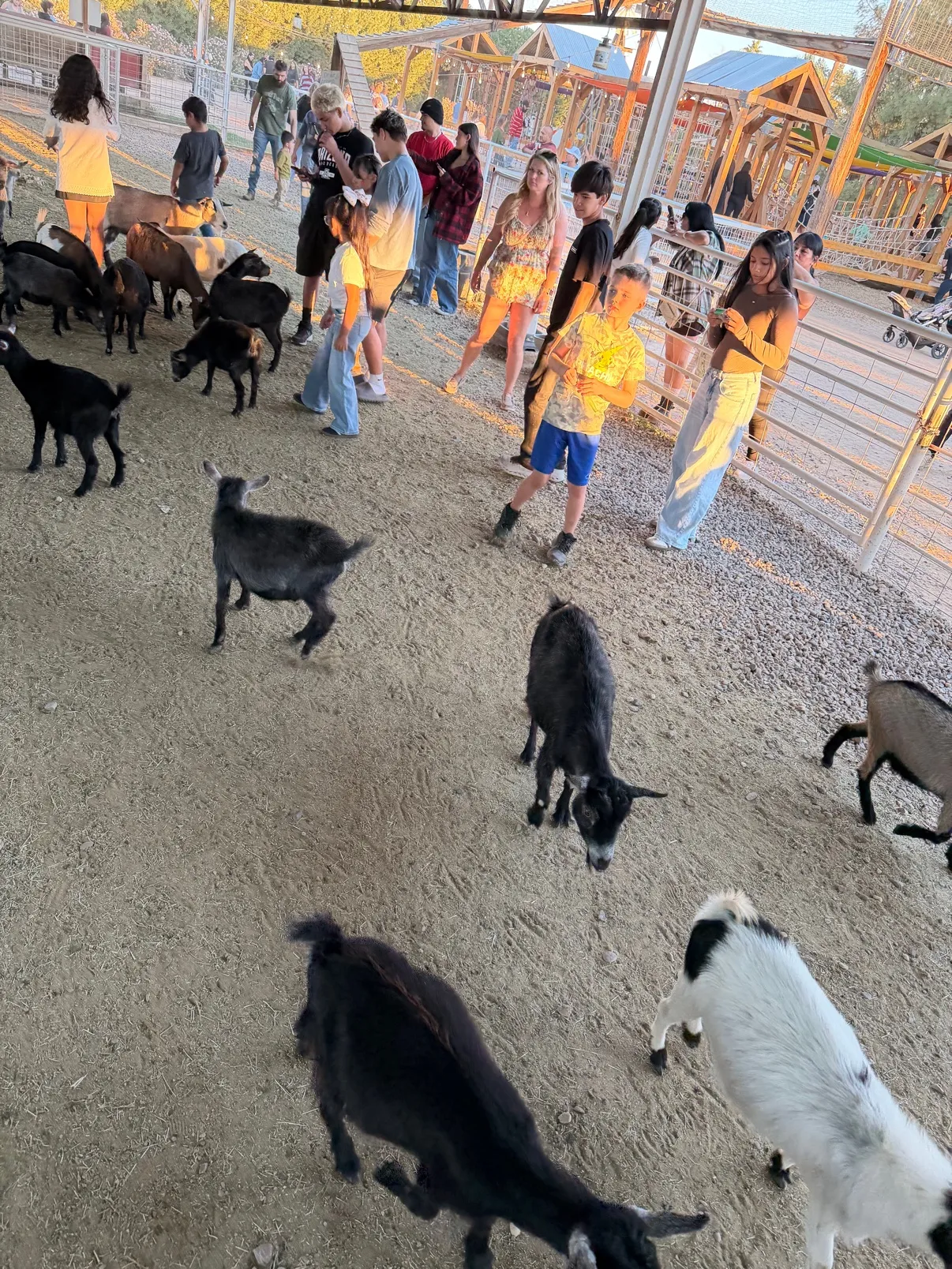Inside the goat pen at golden hour, goats roaming freely among visitors