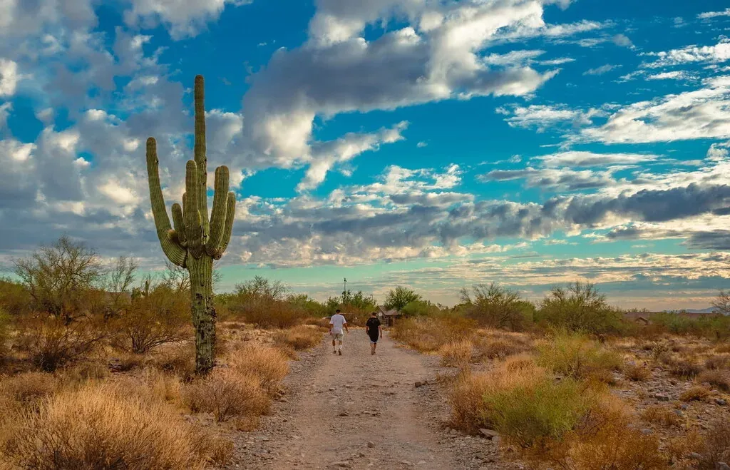 Saguaro cacti in the McDowell Sonoran Preserve above Scottsdale