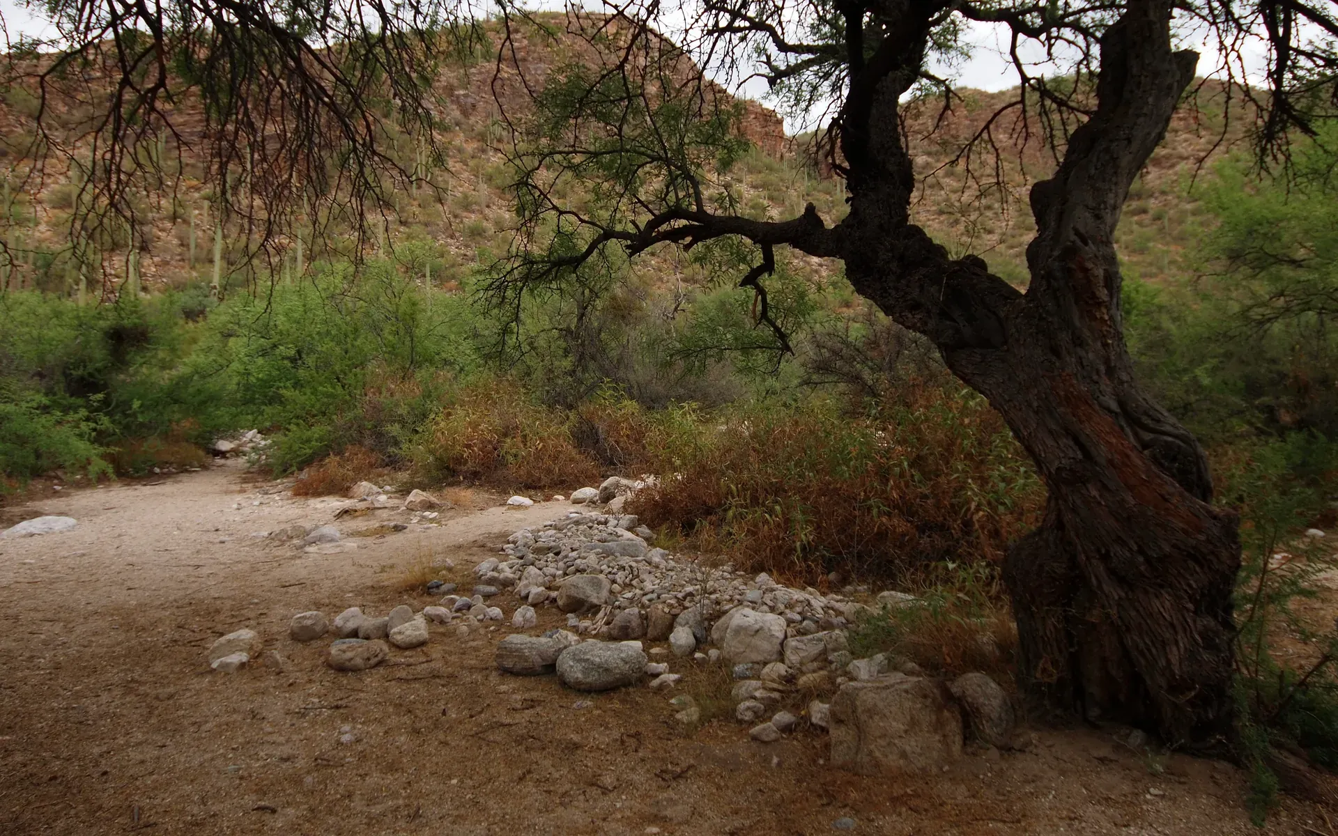 Sabino Canyon below the Santa Catalina Mountains north of Tucson