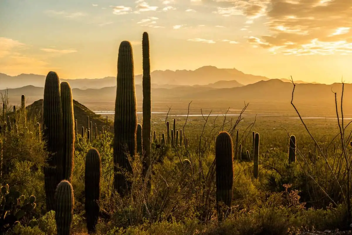 Tucson   Saguaro National Park: A Desert Weekend